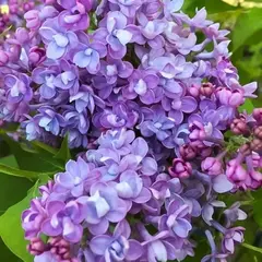 Сирень гиацинтовая Дружба