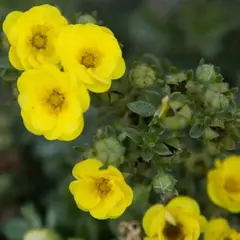 Лапчатка кустарниковая Цитрус Тарт