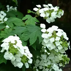 Гортензия дуболистная Сайкс Дварф