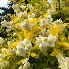 Чубушник Ауреус