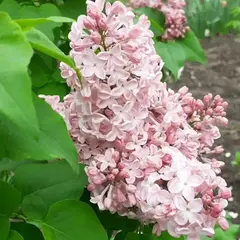 Сирень обыкновенная Вечерний Звон