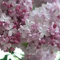 Сирень обыкновенная Аделина