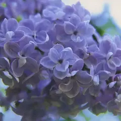 Сирень обыкновенная Дрезден Чайна