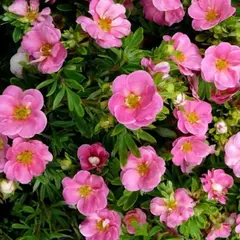 Лапчатка кустарниковая Пинк Парадайз