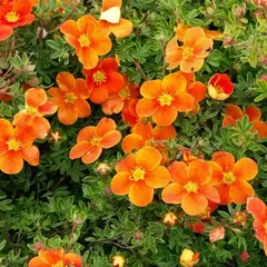 Лапчатка кустарниковая Оранж