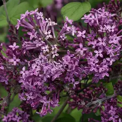 Сирень Мейера Флауэрфест Пурпл