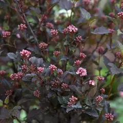 Пузыреплодник калинолистный Литл Девил