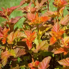 Пузыреплодник калинолистный Эмбер Джубили