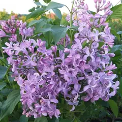 Сирень гиацинтовая Мотыльки