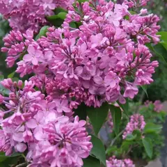 Сирень гиацинтовая Румяная Барышня