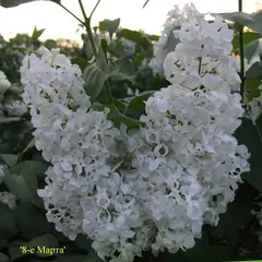 Сирень обыкновенная 8-е марта