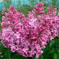 Сирень обыкновенная Александровский букет