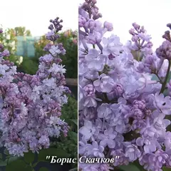 Сирень обыкновенная Борис