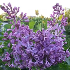 Сирень обыкновенная Вечерняя