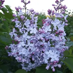Сирень обыкновенная Воронежское Небо