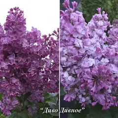 Сирень обыкновенная Диво Дивное