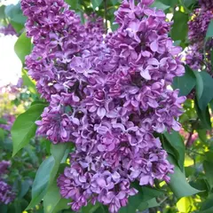 Сирень обыкновенная Ночной Полет