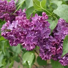 Сирень обыкновенная Знамя Ленина