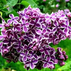 Сирень обыкновенная