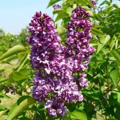 Сирень обыкновенная Чарльз Джоли