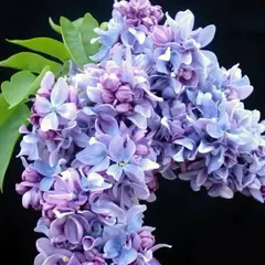 Сирень обыкновенная Маршал Ланн