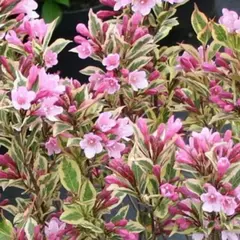 Вейгела цветущая Мэджикал Рейнбоу