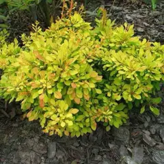 Барбарис тунберга Голден Дрим