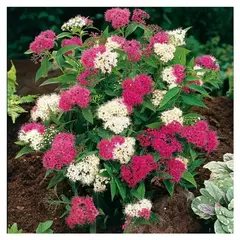 Спирея японская Генпей