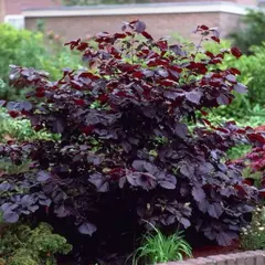 Лещина (Орешник) большая Пурпуреа