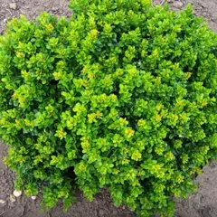 Барбарис тунберга Кобольд