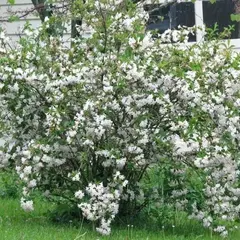 Вейгела цветущая Бристол Сноуфлейк