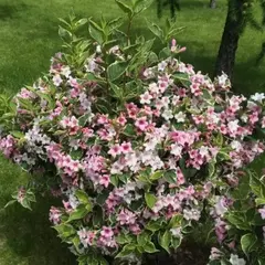 Вейгела цветущая Нана Вариегата