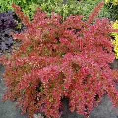 Барбарис тунберга Оранж Дрим