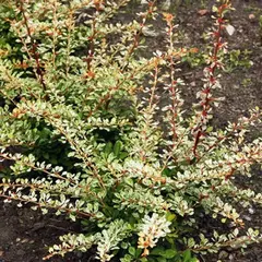 Барбарис тунберга Старберст