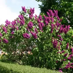 Сирень обыкновенная Анденкен ан Людвиг Шпет