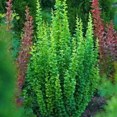 Барбарис тунберга Эректа