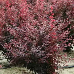 Барбарис средний Ред Джуэл