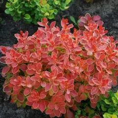 Барбарис тунберга Адмирейшен