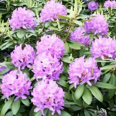 Рододендрон Грандифлорум