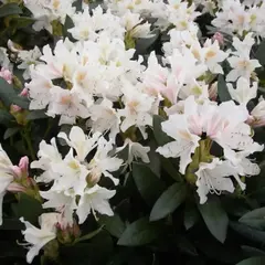 Рододендрон Каннингемс Уайт