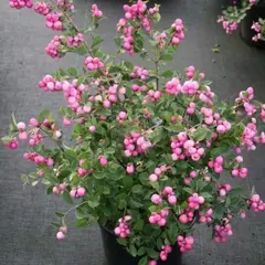 Снежноягодник Доренбоза Мэджик Берри