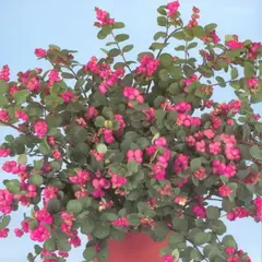 Снежноягодник Доренбоза Мазер оф Перл