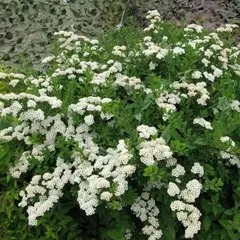 Спирея ниппонская Халвард Сильвер