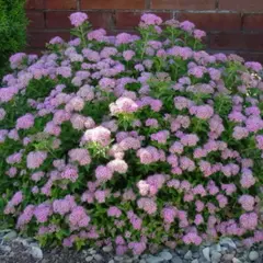 Спирея японская Литтл Принцесс