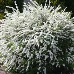 Спирея серая Грефшейм