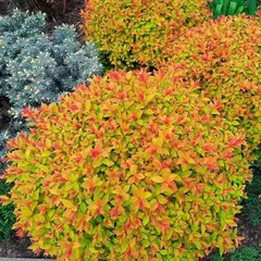 Спирея японская Файерлайт