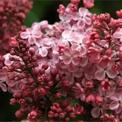 Сирень обыкновенная Мулатка