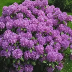 Рододендрон Альфред