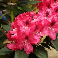 Рододендрон Мешко I