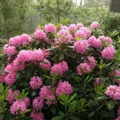 Рододендрон Хелликки